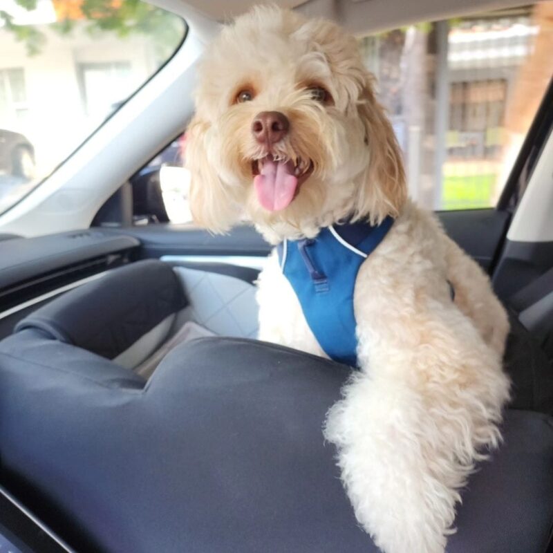 Si usted acostumbra a viajar con su mascota en el carro, preste atención, porque el Ministerio de Obras Públicas y Transportes (MOPT) informó cuánto deberá pagar de multa si las lleva en un lugar inadecuado mientras conduce.
