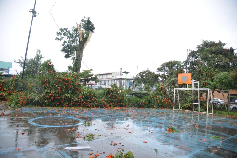 Caída de árbol en Plaza Viquez