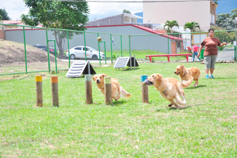 Pasear a las mascota también les ayudará a reducir estrés.