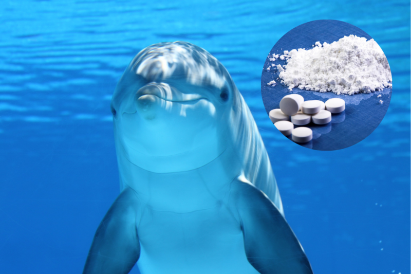 Detectan fentanilo y múltiples drogas en delfines del Golfo de México