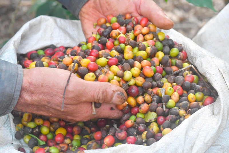 La creación del fideicomiso daría unos $4 millones al sector cafetalero.
