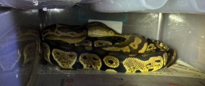 Vendia serpiente originaria de Sri Lanka, país del sur de Asia.