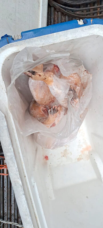 Las autoridades policiales detectaron en una hielera la carne.