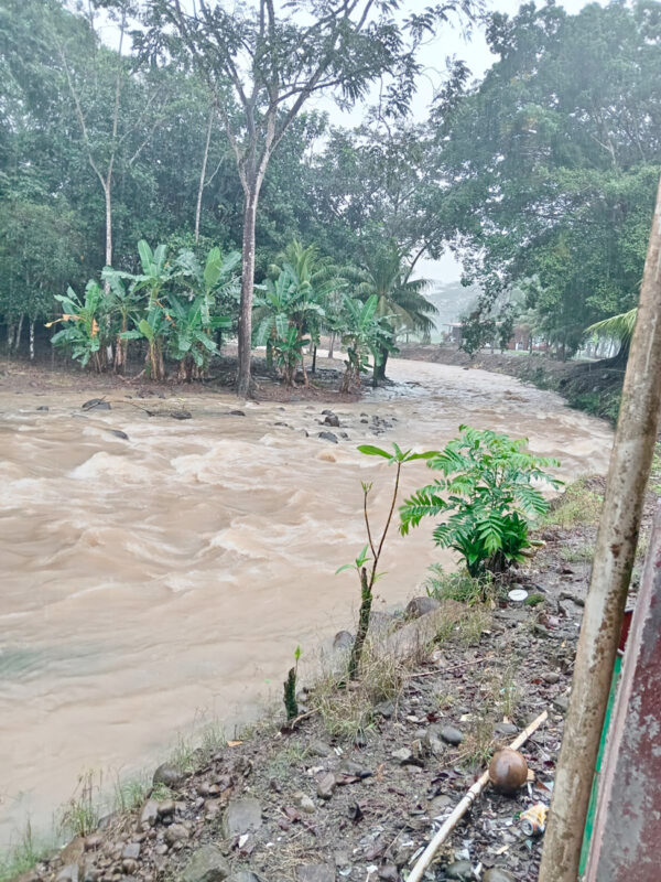 Río a punto de desbordarse en La Fortuna, Zona Norte, debido a las lluvias de este miércoles.