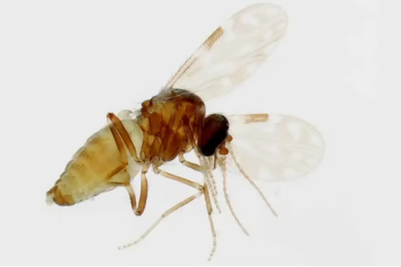 Confirman brote de fiebre Oropouche en Panamá.