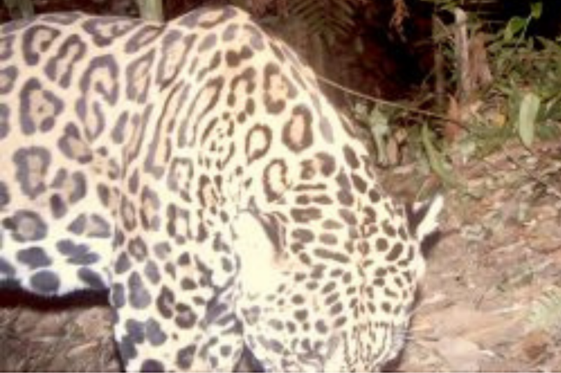 Fotografía tomada de Panthera Costa Rica.