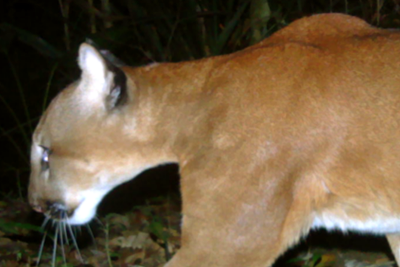 Fotografía tomada de Panthera Costa Rica.