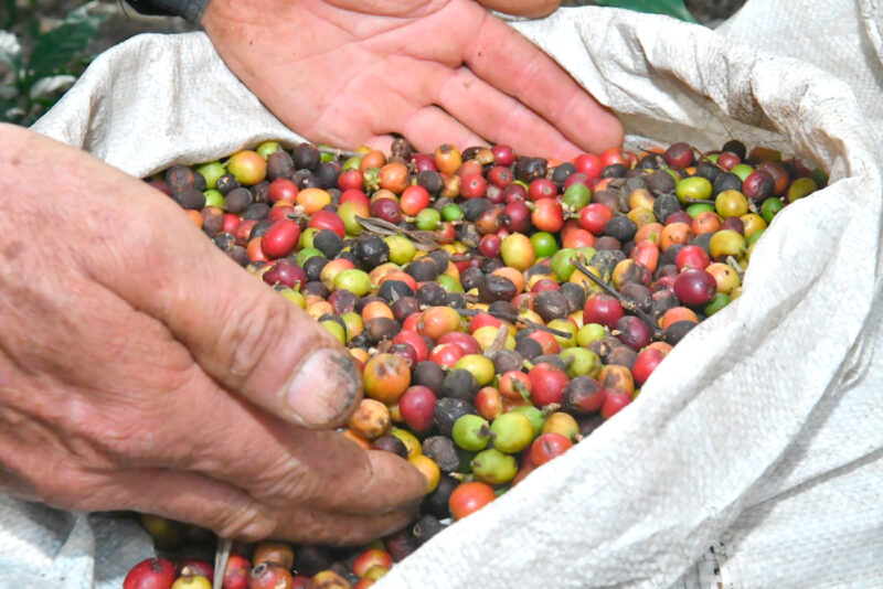 PIE-DE-FOTO-Para-la-cosecha-de-café-2024-se-requerían-al-menos--17.000-trabajadores-en-el-campo.