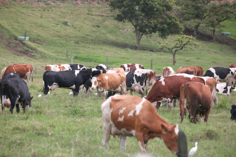 De acuerdo con los productores panameños, importar lácteos ticos puede contagiar su ganado de brucelosis.
