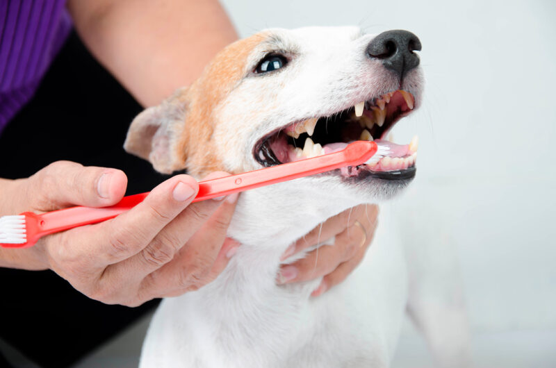 Las revisiones periódicas con el veterinario son esenciales.