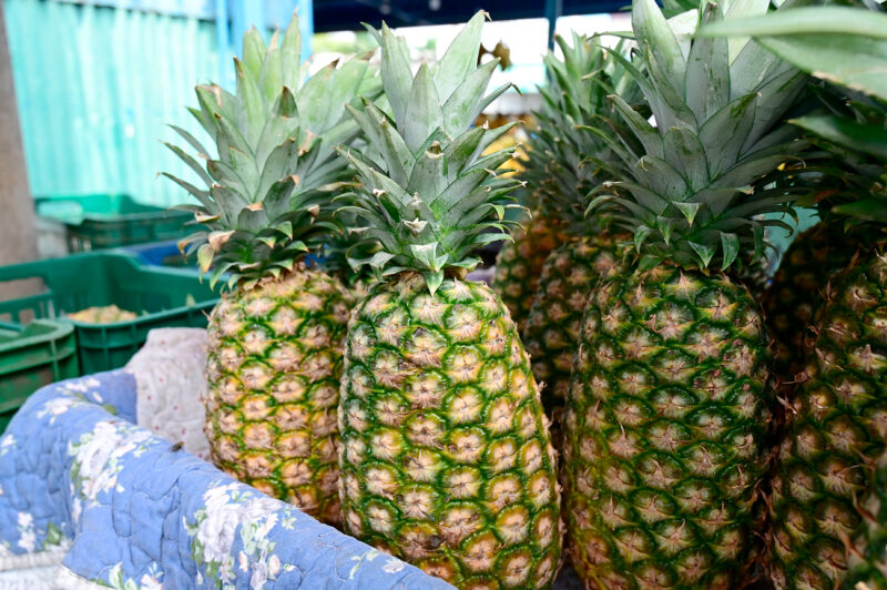 piña--issac-villalta-(9)