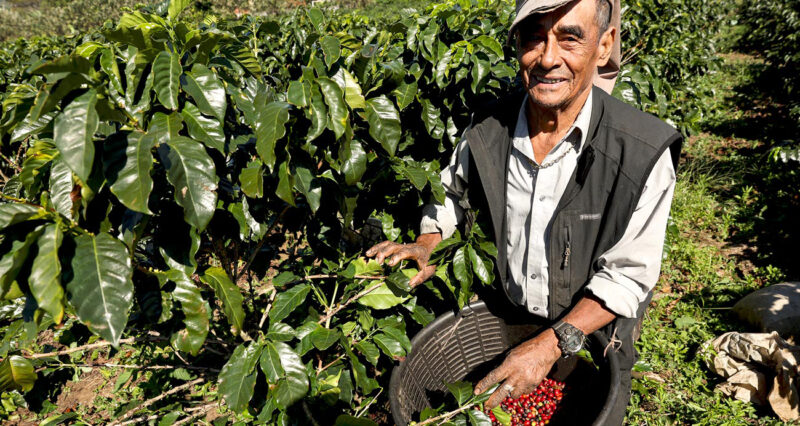 Las cooperativas del sector agrícola generan el 0,52% del PIB.