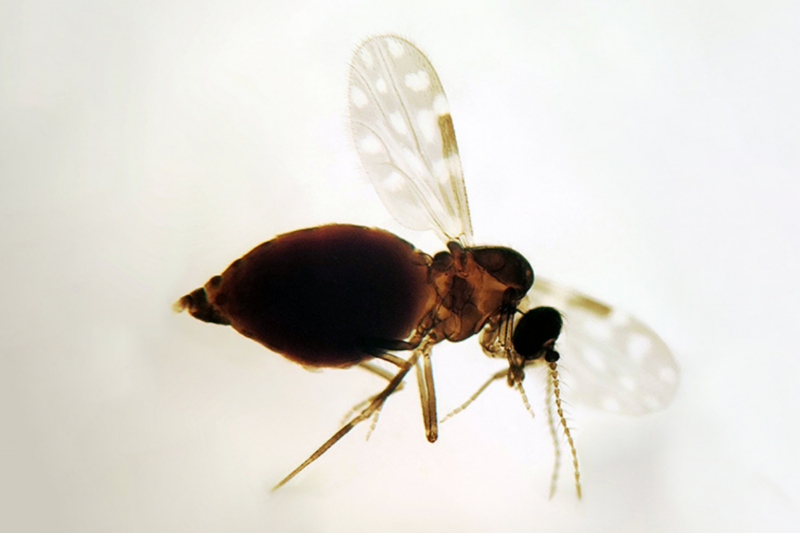 Costa Rica en alerta por brote de fiebre Oropouche