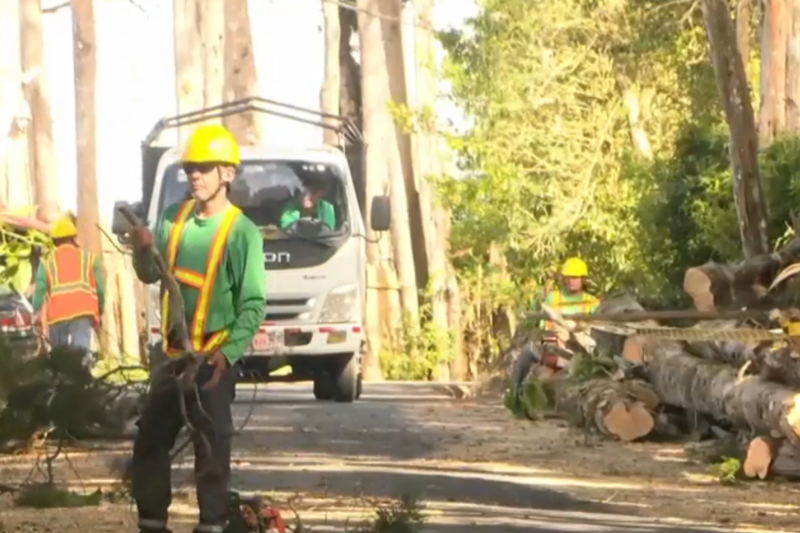 Polémica por tala de cipreses en San Rafael