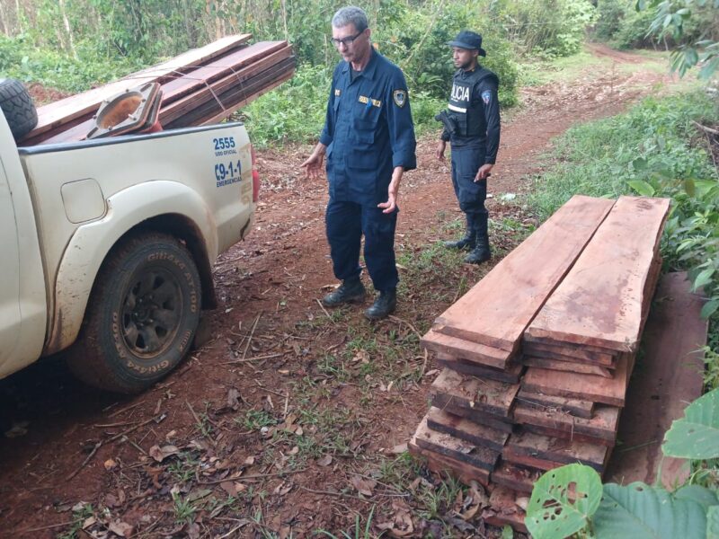 Tala ilegal. Foto: MSP. 