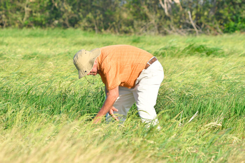 El 85% del arroz que consumen los costarricenses es importado.