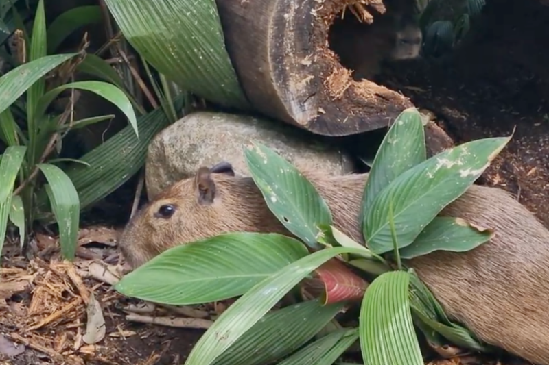 Capibaras en Costa Rica. 