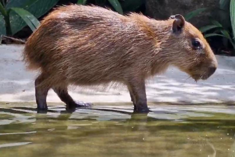 Capibaras en Costa Rica. 