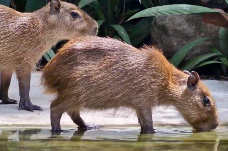 Capibaras en Costa Rica. 