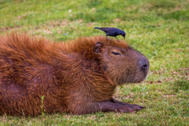 Capibara. Foto: tomada de medios internacionales.