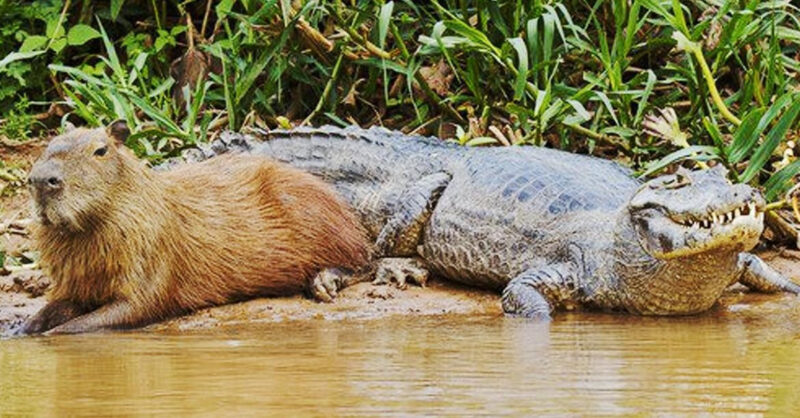 Capibara. Foto: tomada de medios internacionales.