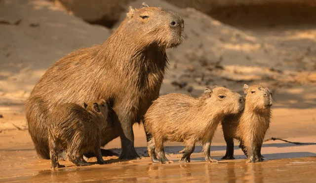 Capibara. Foto: tomada de medios internacionales.