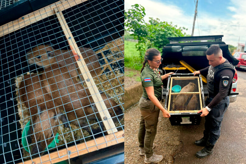Los animales iban dentro de un carro.
