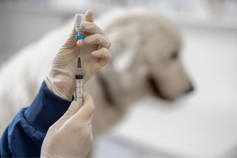Especialistas recomiendan vacunar a los perros contra el Distemper.