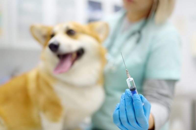 Especialistas recomiendan vacunar a los perros contra el Distemper.