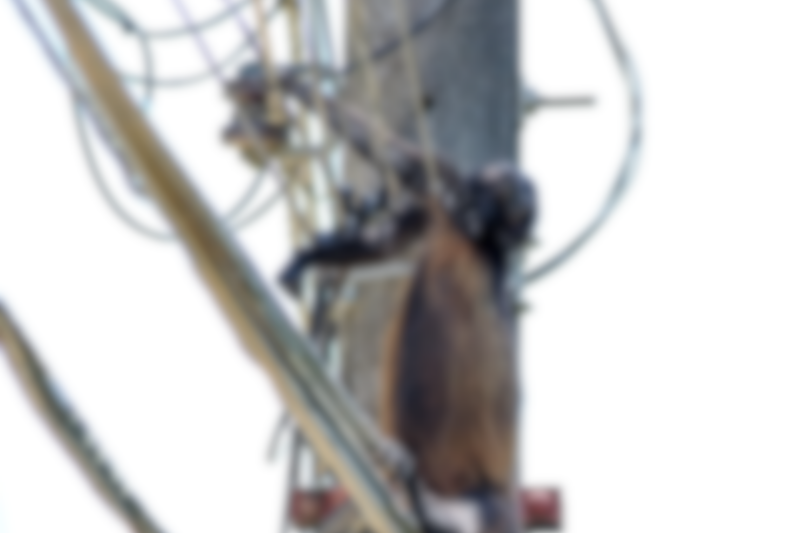 Electrocución de fauna: Esto NO es Pura Vida. Foto: cortesía.
