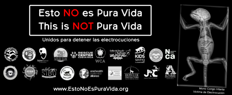 Electrocución de fauna: Esto NO es Pura Vida. Foto: cortesía.