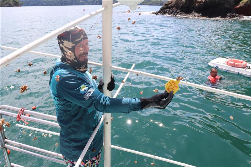 Cultivan coral número 2 mil para salvar arrecifes en Isla Tortuga