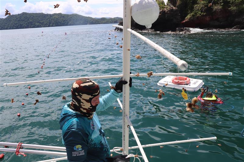 Cultivan el coral número 2000 en Isla Tortuga. Foto: cortesía.
