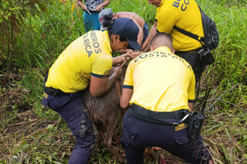 Rescatan venado. Foto: Benemérito Cuerpo de Bomberos
