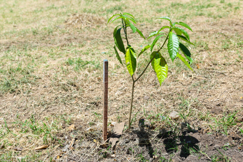 Plantan más de 100 árboles en Alajuelita. Foto: Raquel Vargas. 