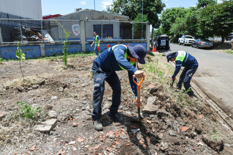 Plantan más de 100 árboles en Alajuelita. Foto: Raquel Vargas. 