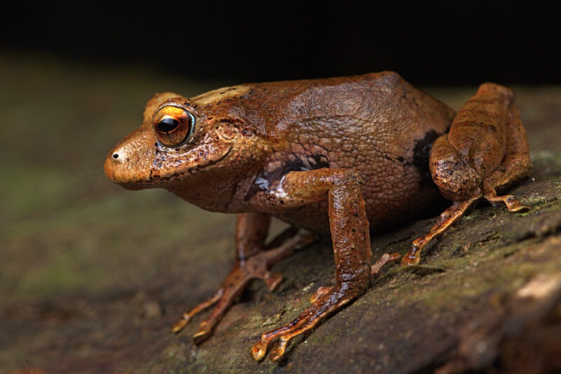 Nuevas especies de rana en Perú. Foto: AFP.