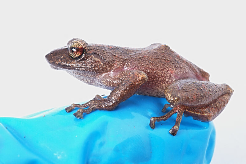 Nuevas especies de rana en Perú. Foto: AFP.