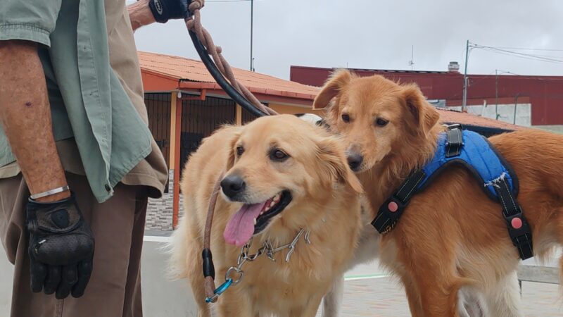 Cartago tendrá concierto para perros y gatos. Foto: Municipalidad de Cartago. 