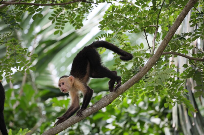 Fauna Guanacasteca