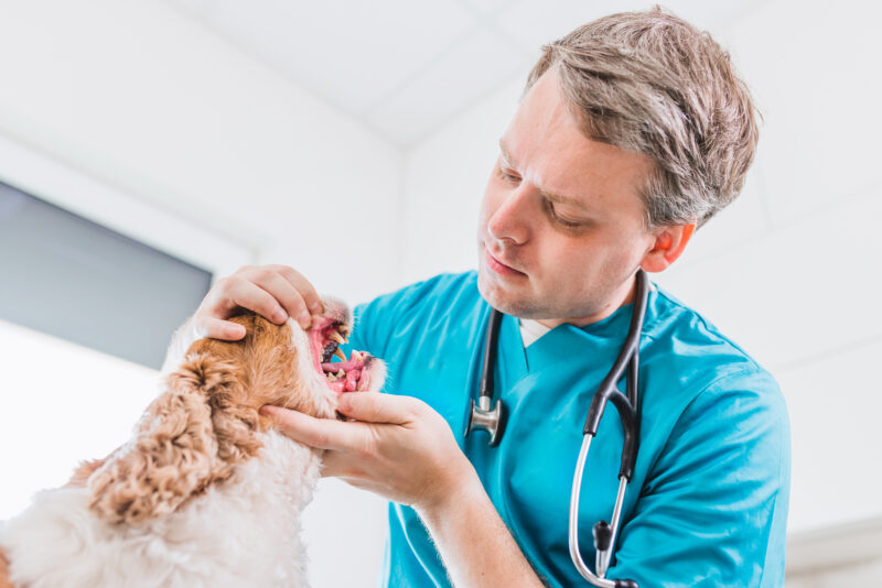 En caso de entrar en pánico acuda a un veterinario urgentemente.