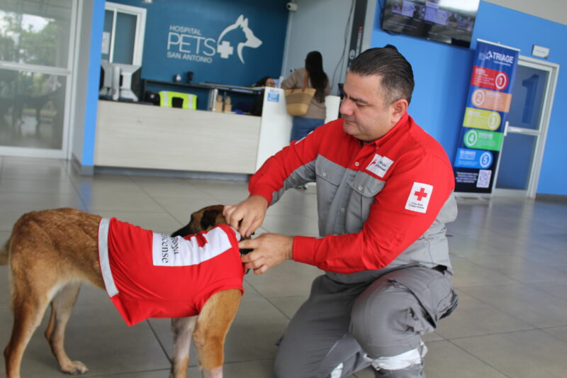 Pía se salvó de morir intoxicada. Foto: cortesía PETS+ 