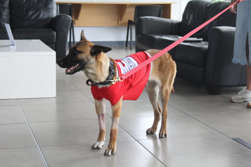 Pía se salvó de morir intoxicada. Foto: cortesía PETS+ 