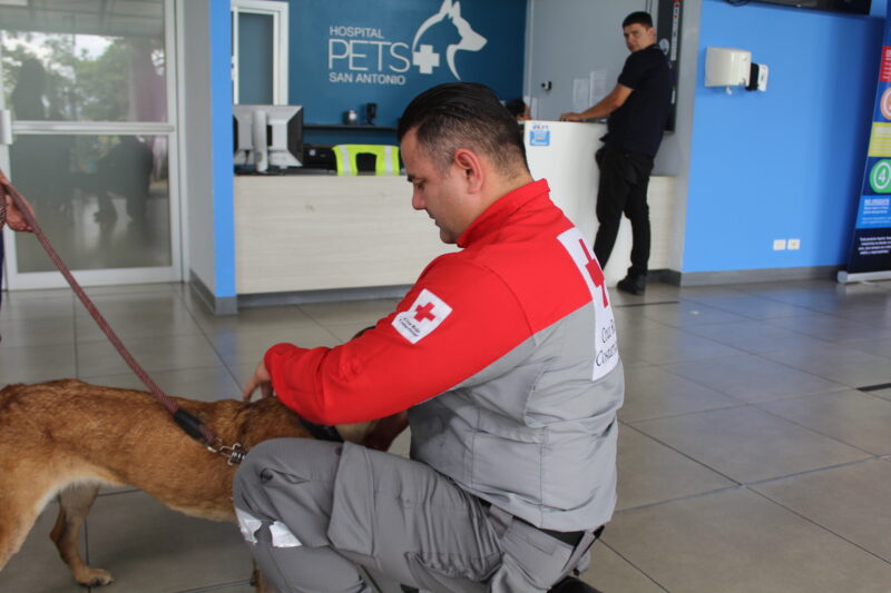 Pía se salvó de morir intoxicada. Foto: cortesía PETS+ 