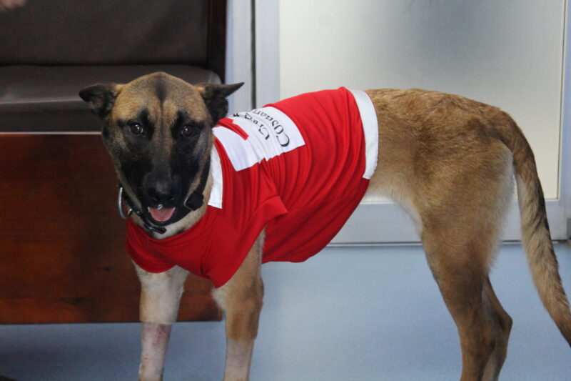 Pía se salvó de morir intoxicada. Foto: cortesía PETS+ 