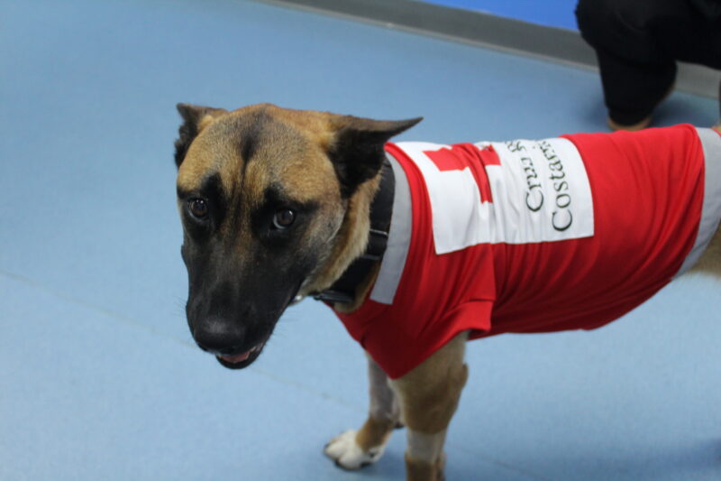 Pía se salvó de morir intoxicada. Foto: cortesía PETS+