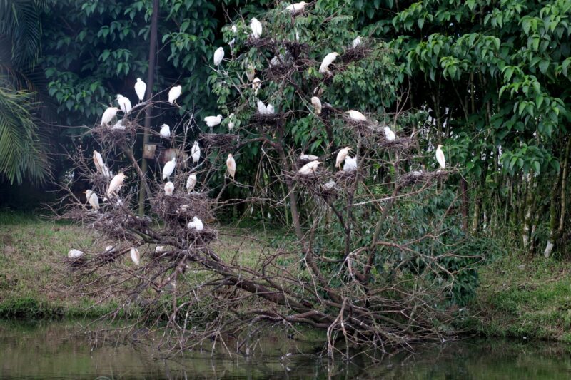 Garcilla Bueyera en Costa Rica. Foto: Mauricio Aguilar.