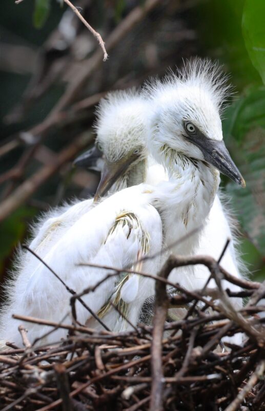 Garcilla Bueyera en Costa Rica. Foto: Mauricio Aguilar.