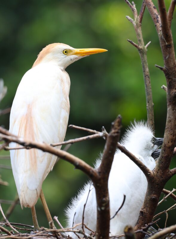 Garcilla Bueyera en Costa Rica. Foto: Mauricio Aguilar.