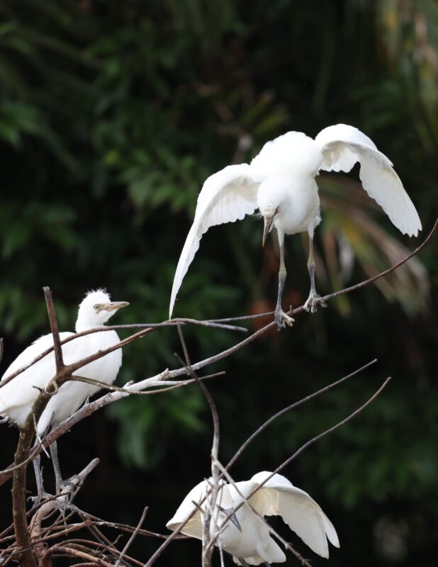 Garcilla Bueyera en Costa Rica. Foto: Mauricio Aguilar.